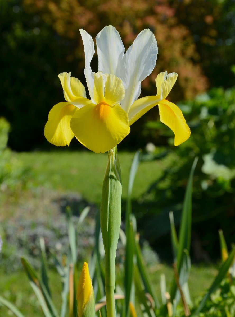 Ирис Блю - фото 7