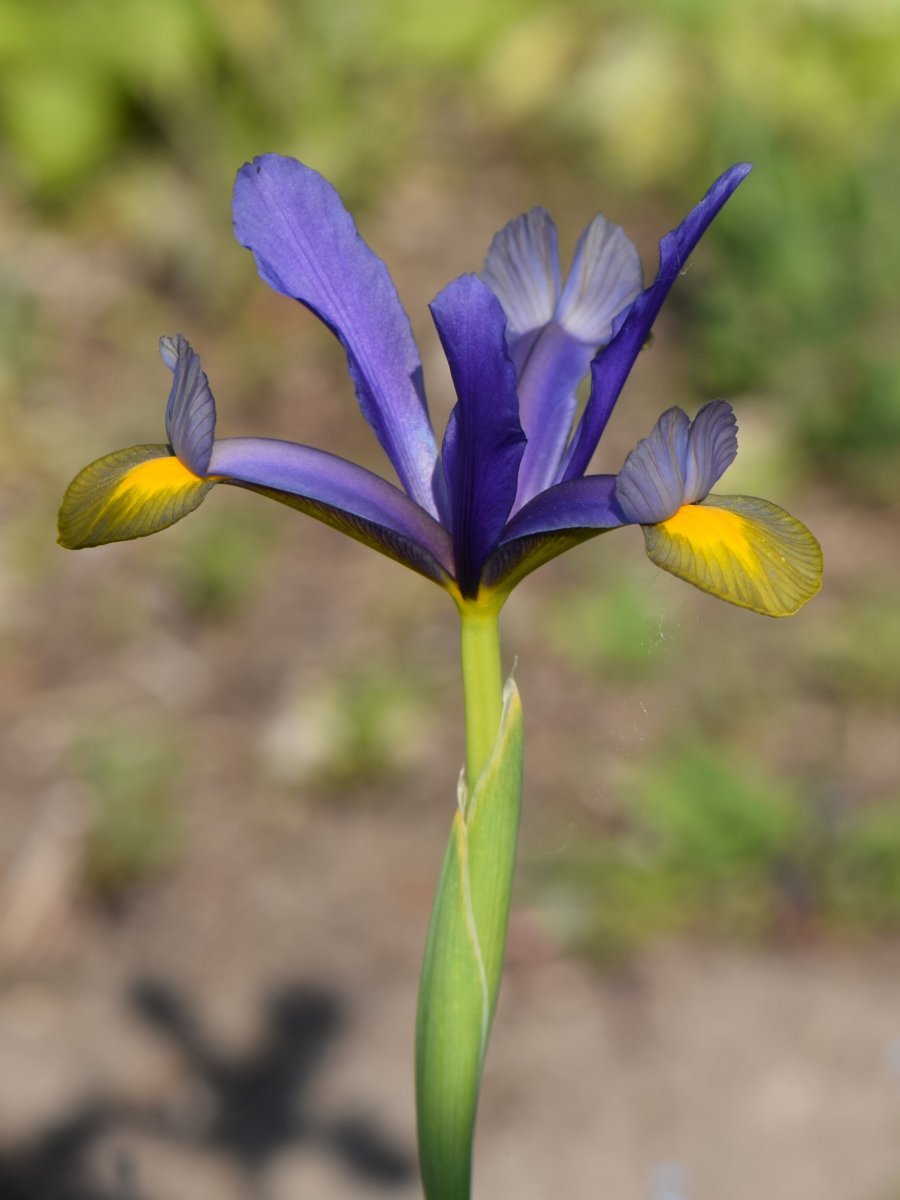 Ирис Блю - фото 9