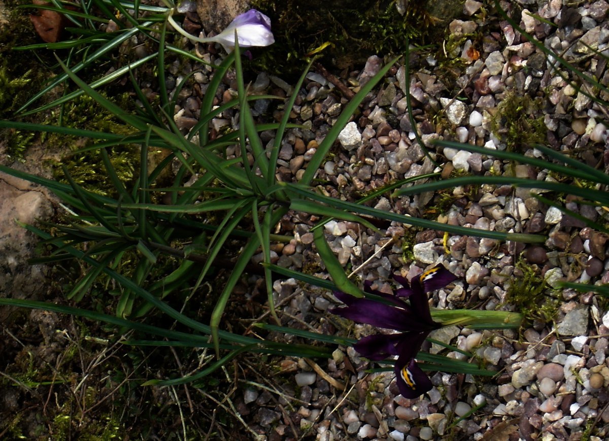 Ирис Джей Эс Дийт