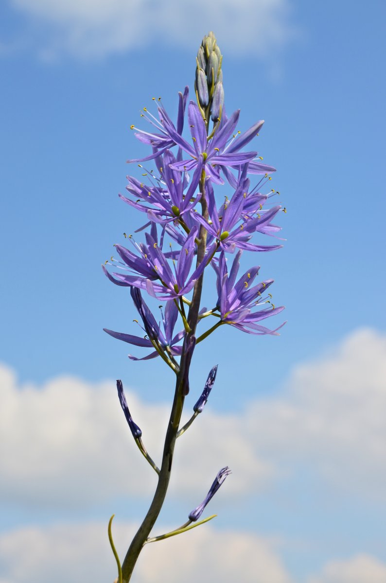 Камассия квамаш - фото 2