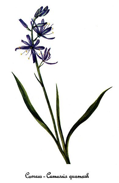 Камассия квамаш - фото 3