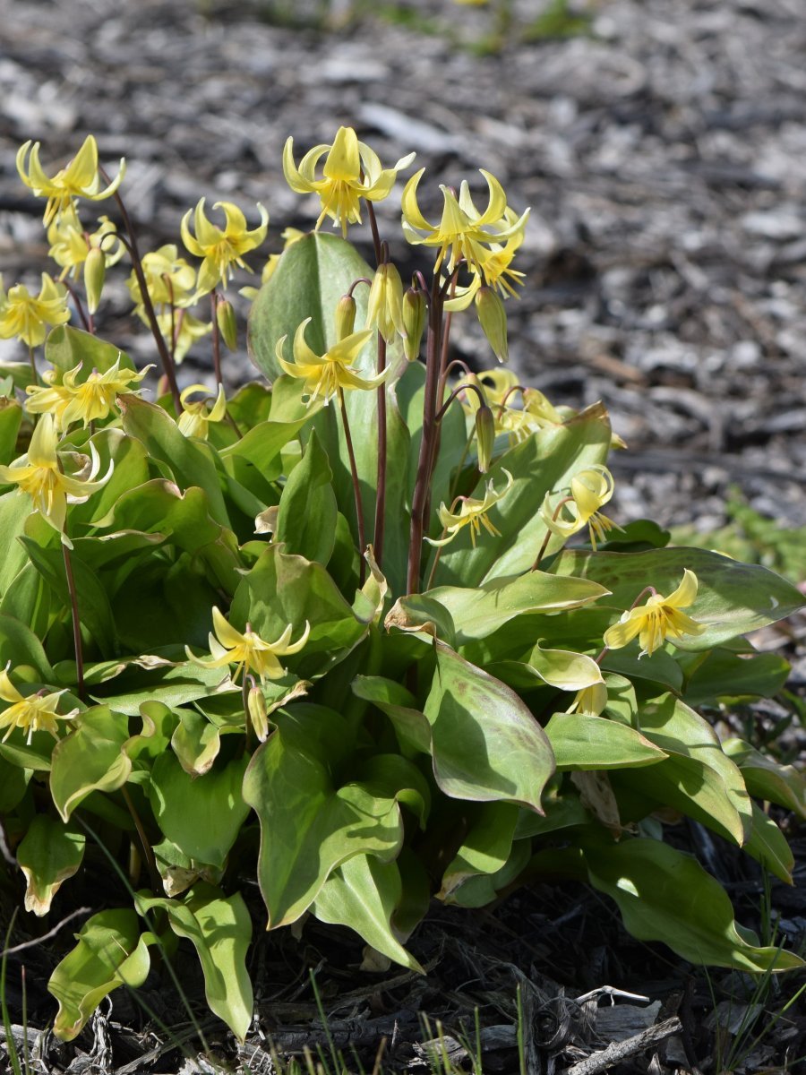 Кандык Пагода - фото 10