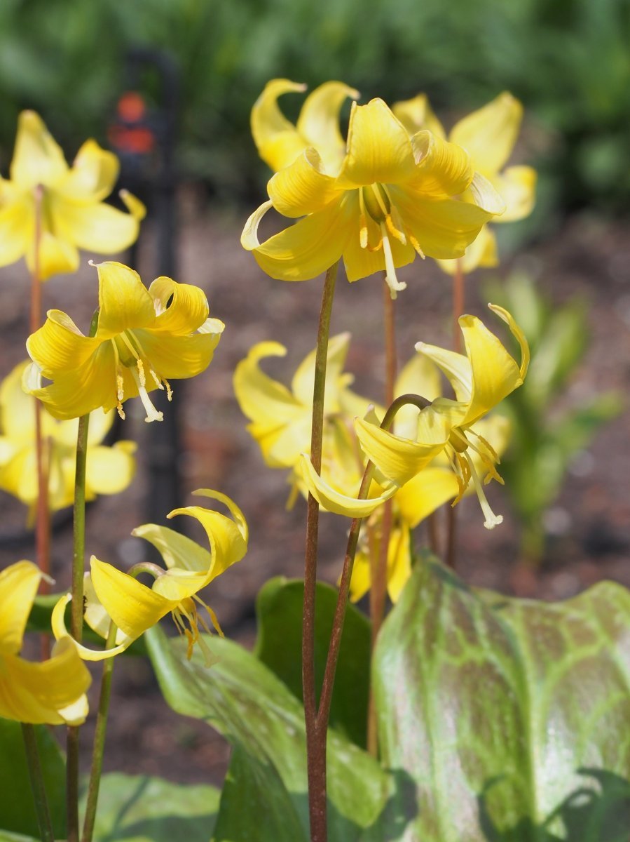 Кандык Пагода - фото 7