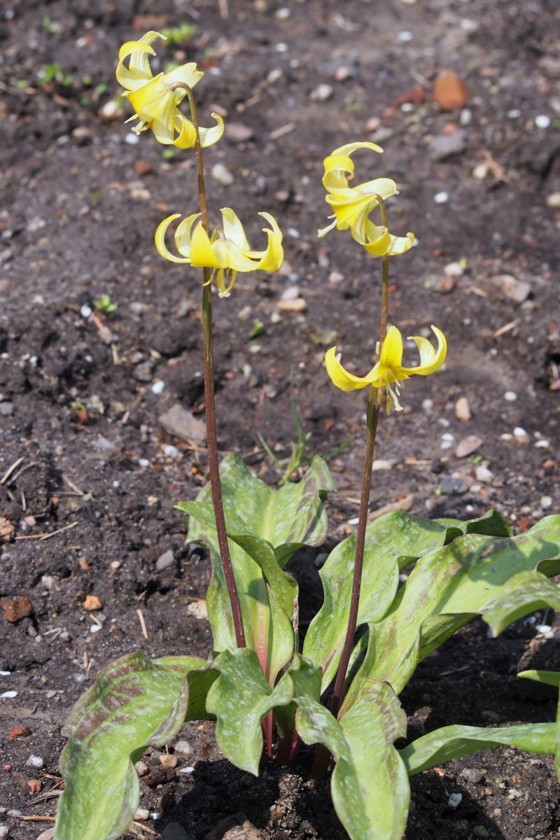 Кандык Пагода - фото 5