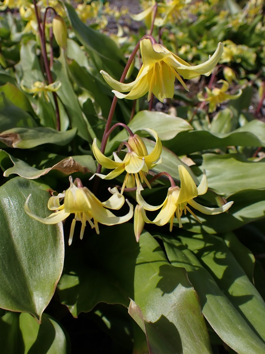 Кандык Пагода - фото 8