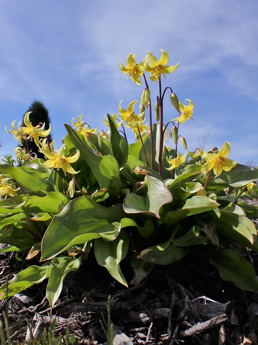 Кандык Пагода - фото 9