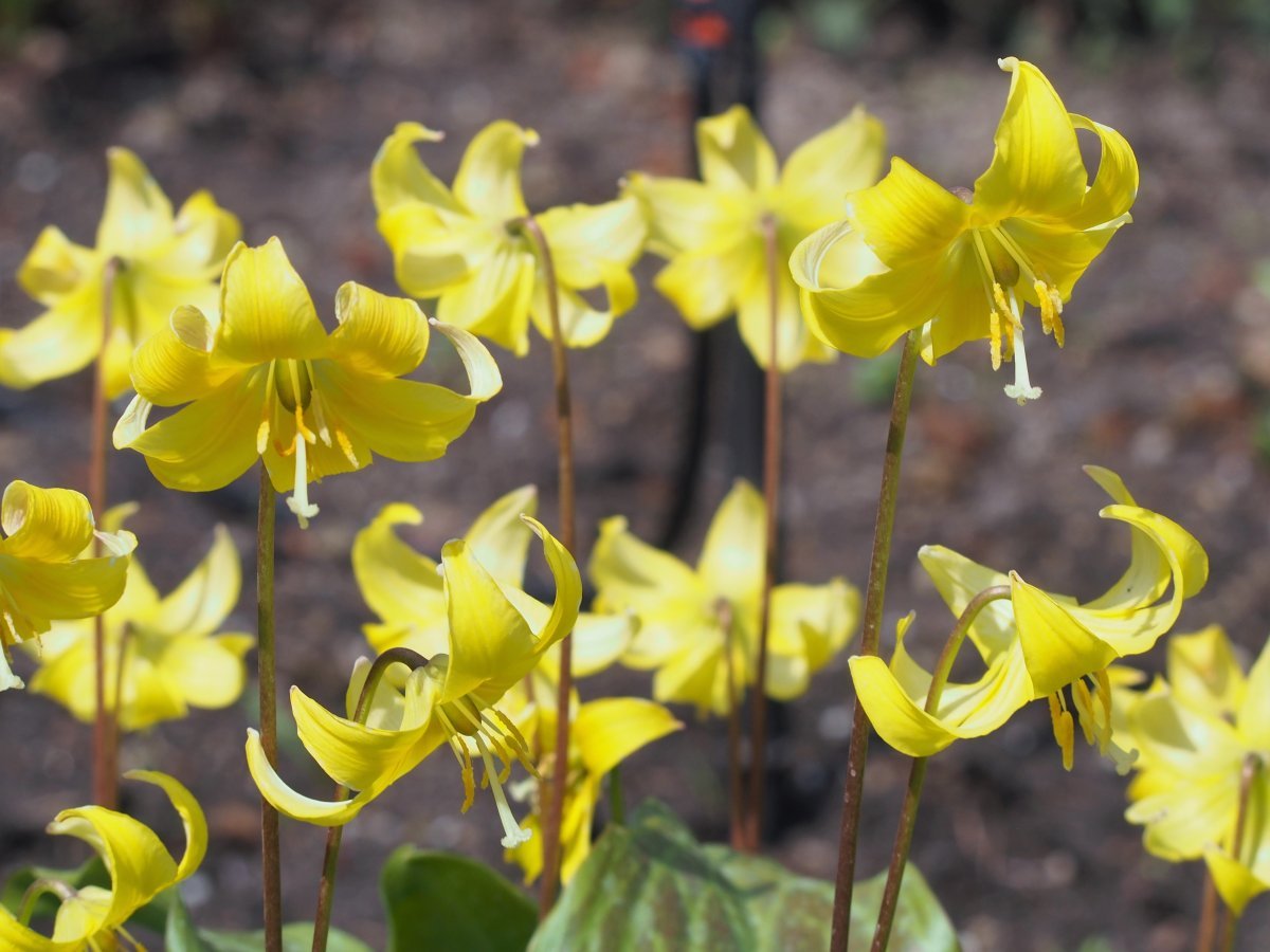 Кандык Пагода - фото 6