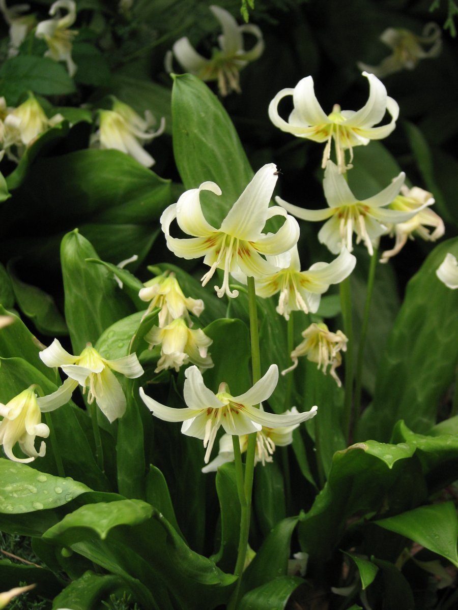 Кандык Уайт Бьюти - фото 9