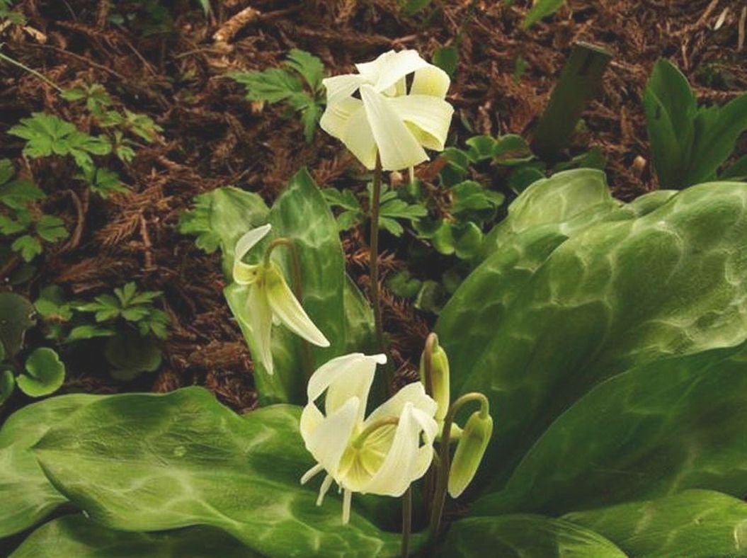 Кандык Уайт Бьюти