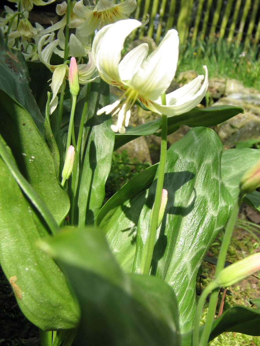 Кандык Уайт Бьюти - фото 2