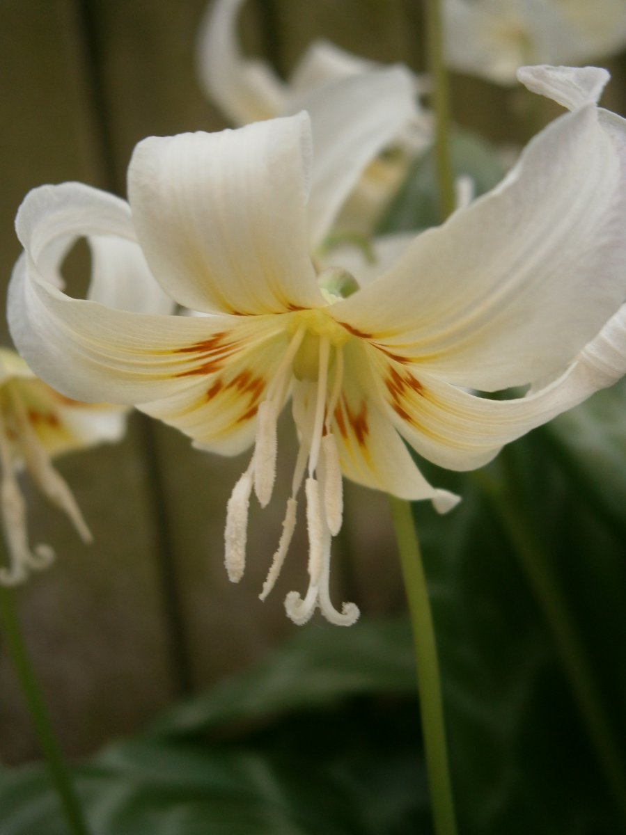 Кандык Уайт Бьюти - фото 8