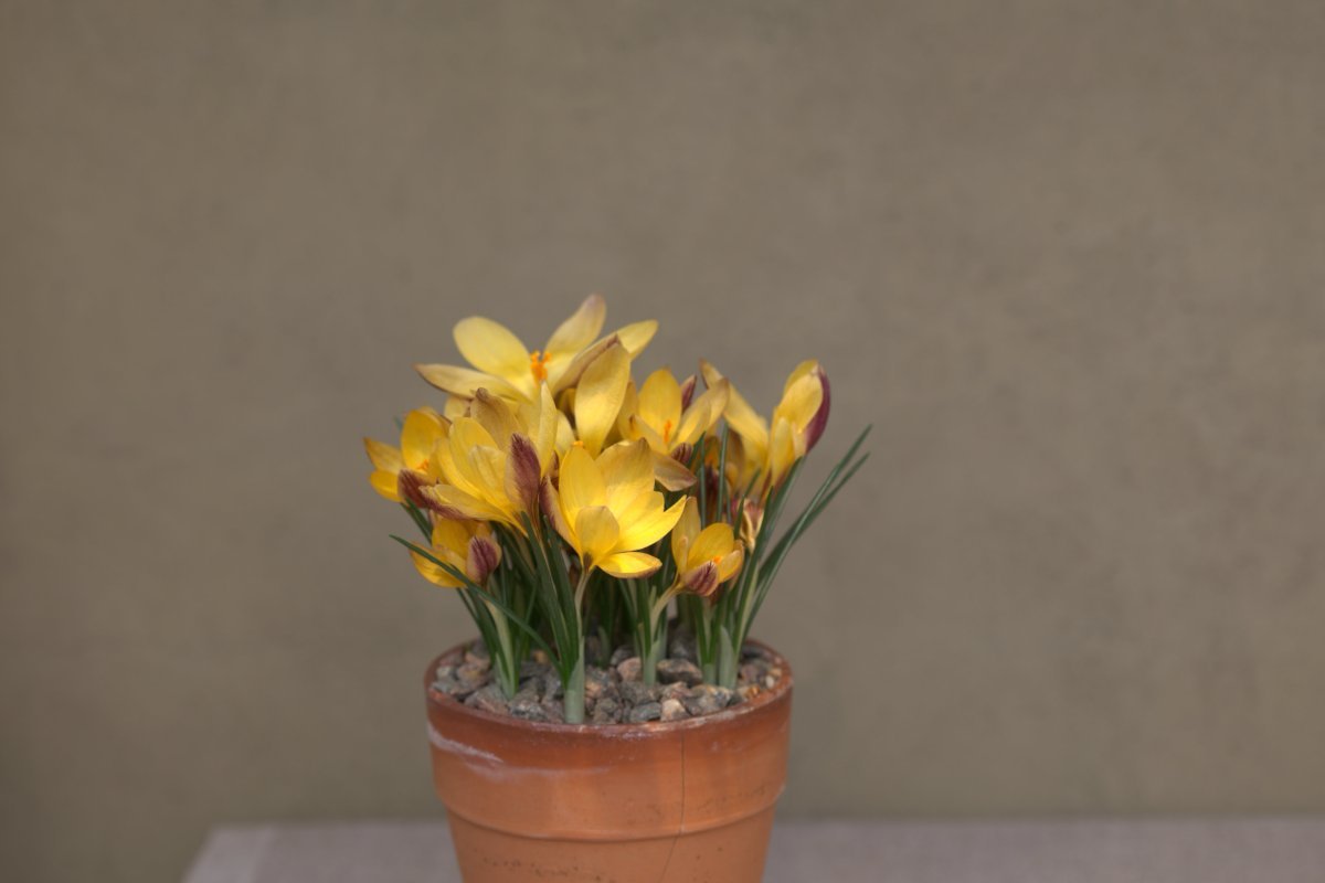 Крокус Адванс