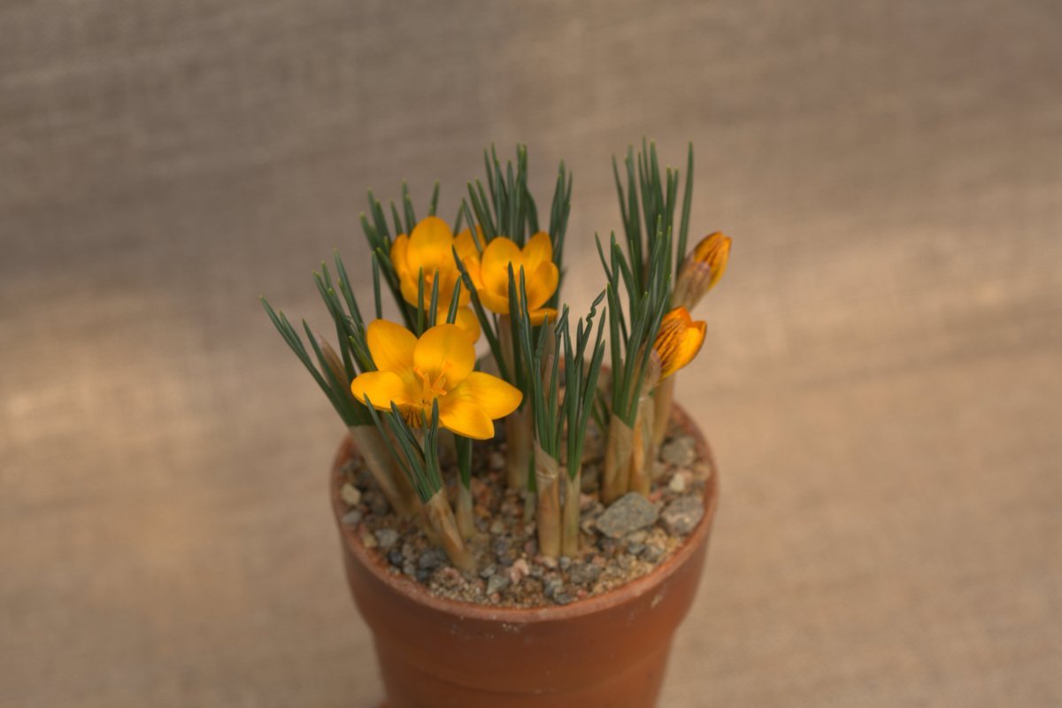 Крокус Дороти