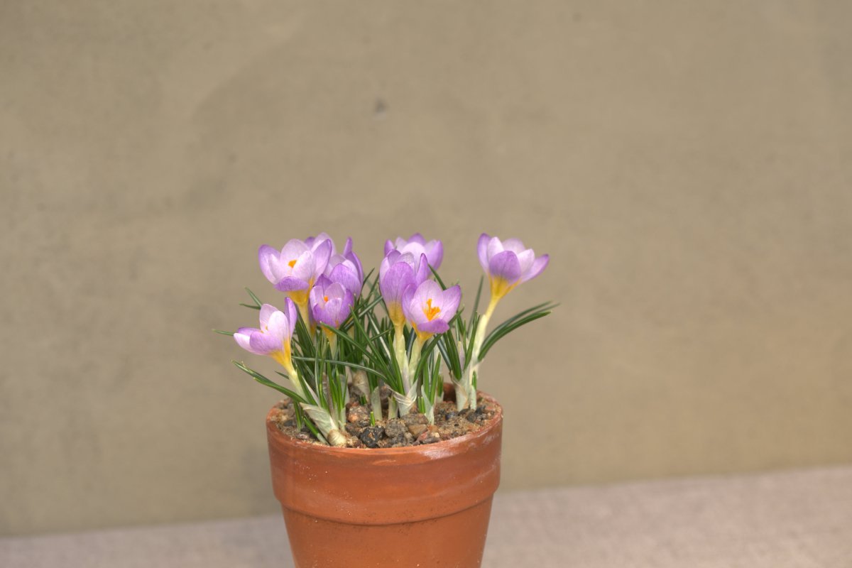 Крокус Файрфлай