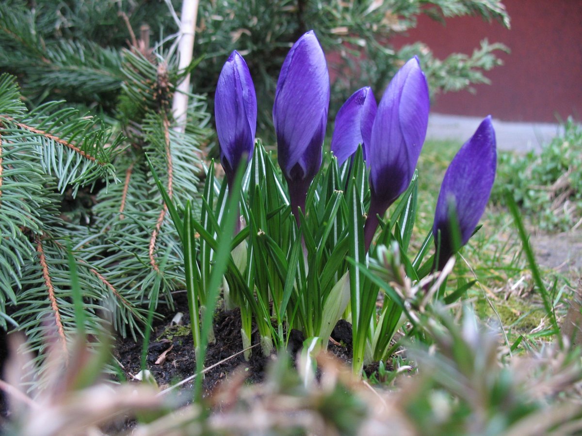 Крокус Блю крупноцветковый - фото 8