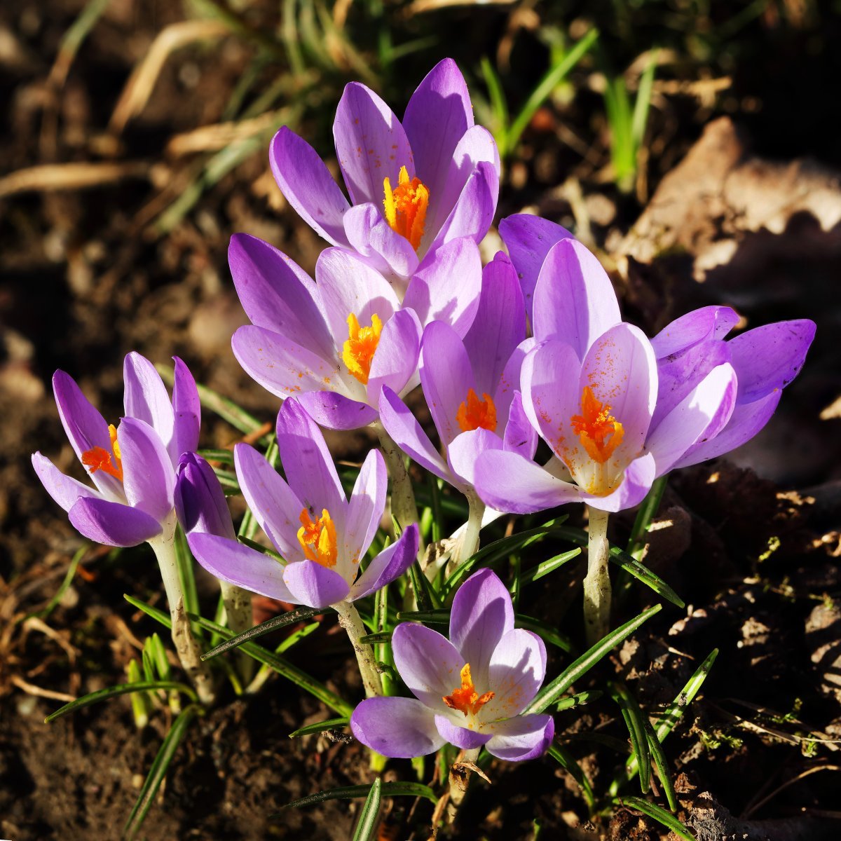 Крокус Блю крупноцветковый - фото 2