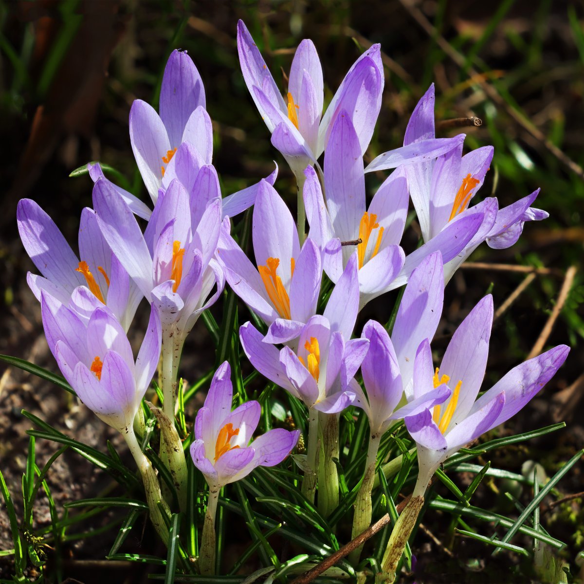 Крокус Блю крупноцветковый - фото 3