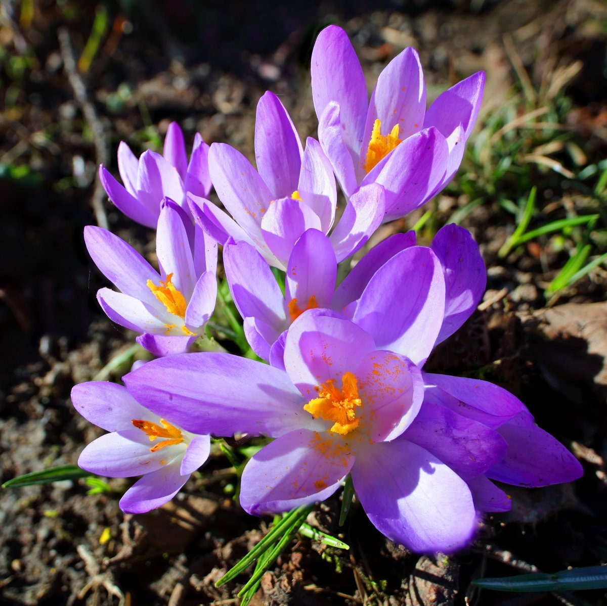 Крокус Блю крупноцветковый