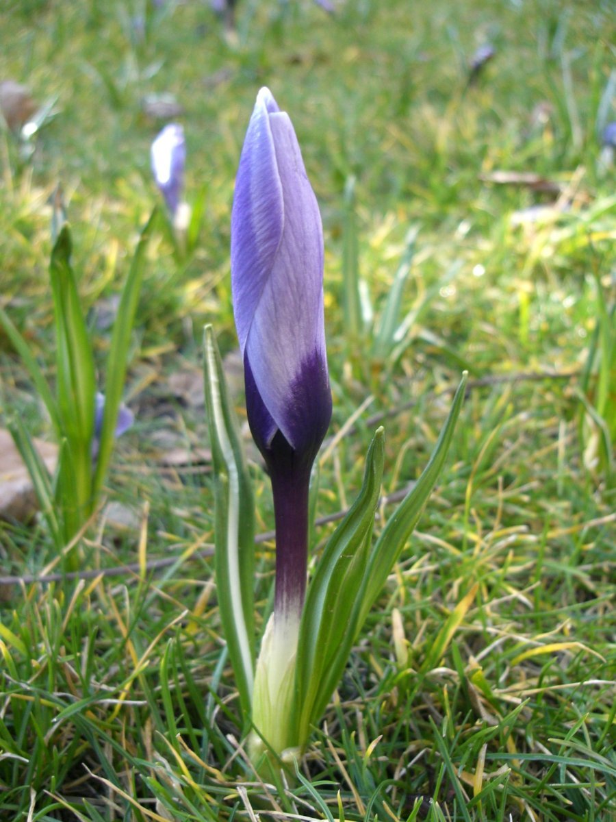 Крокус Блю крупноцветковый - фото 6