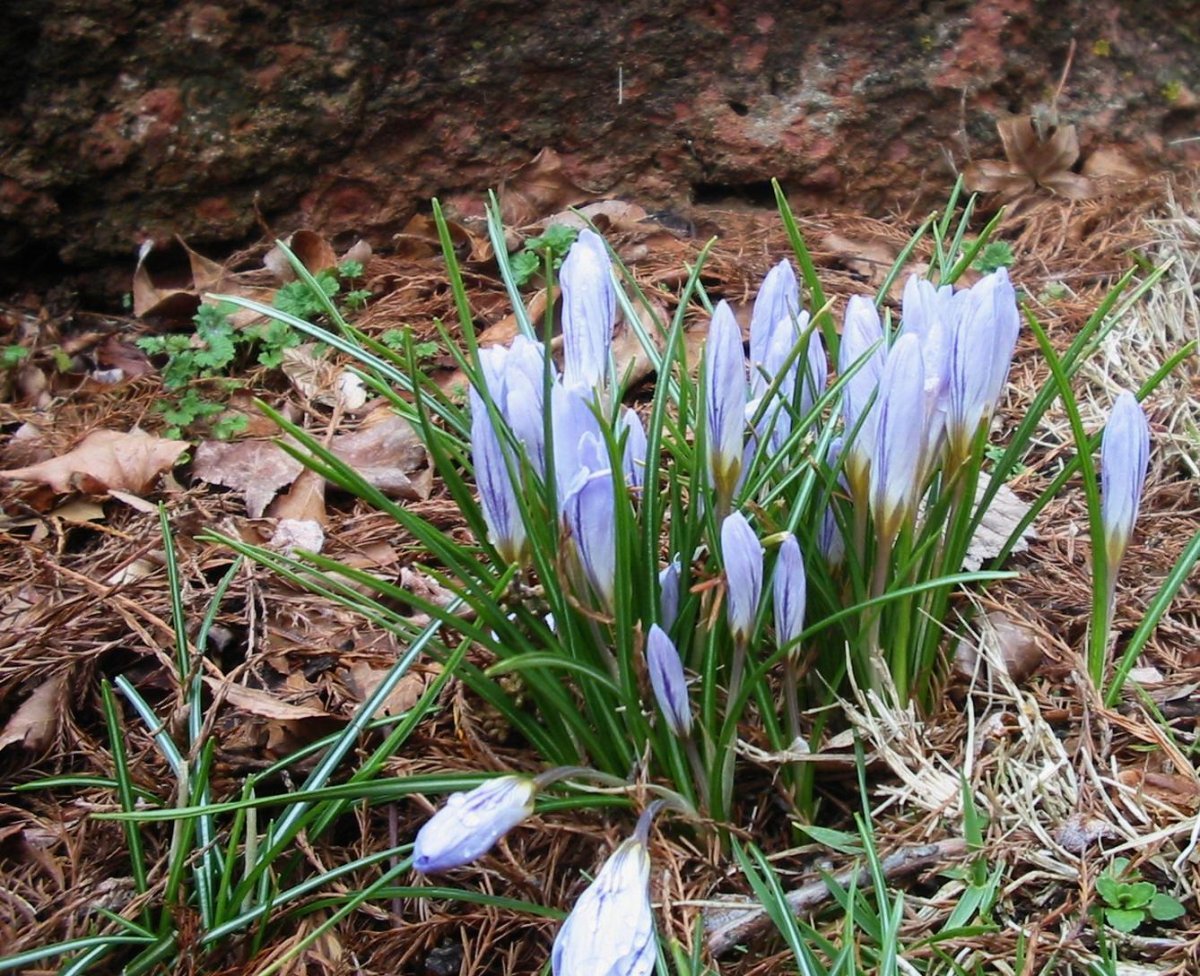 Крокус Блю крупноцветковый - фото 4