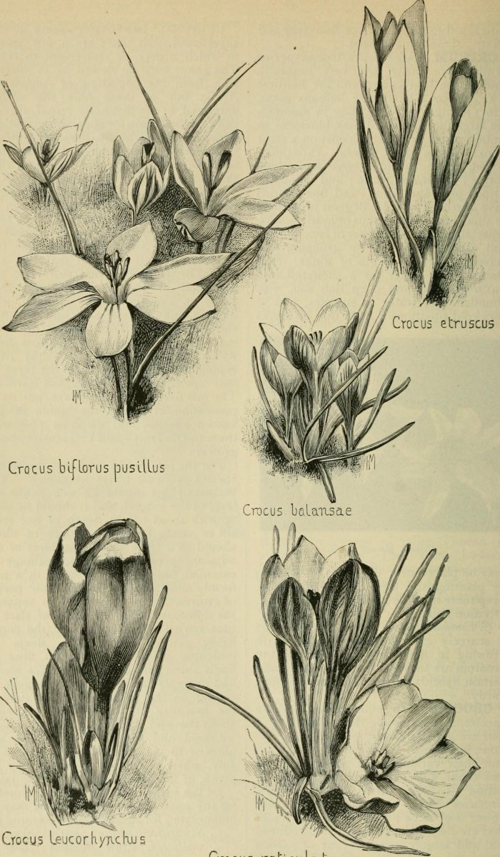 Крокус Блю крупноцветковый - фото 10