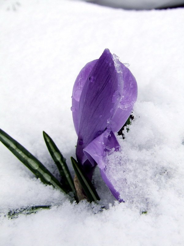 Крокус Блю крупноцветковый - фото 7