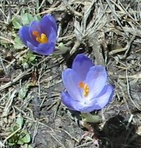 Крокус Блю крупноцветковый - фото 5
