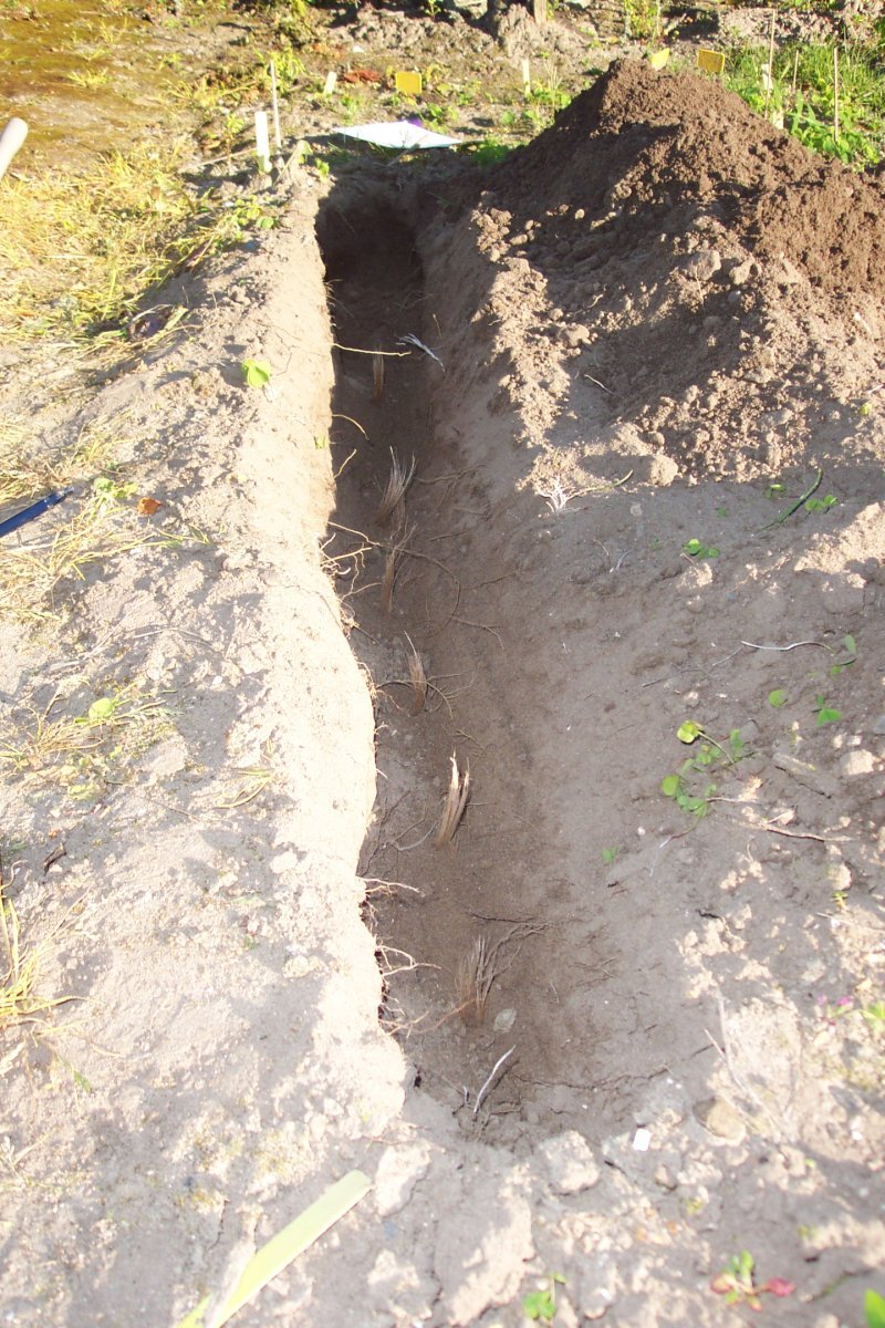 Крокус Сативус - фото 3