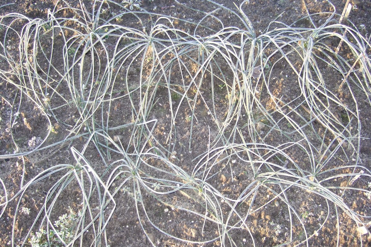 Крокус Сативус - фото 2