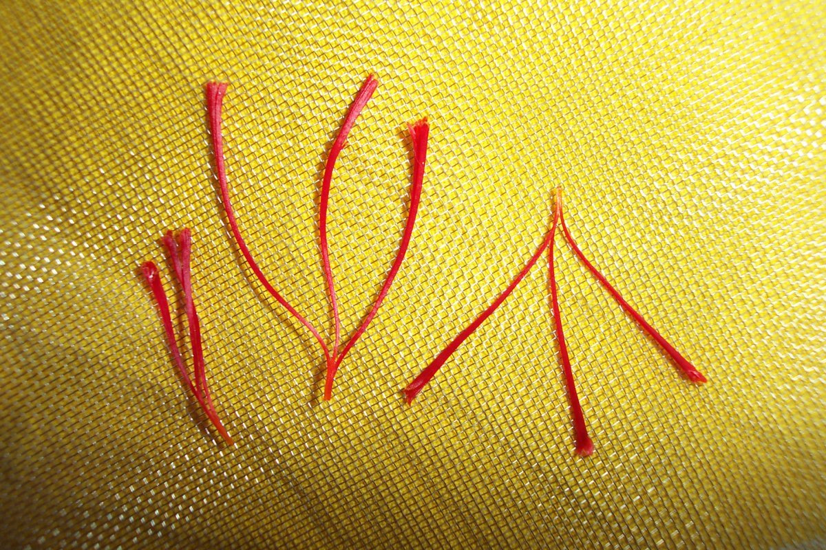 Крокус Сативус - фото 8