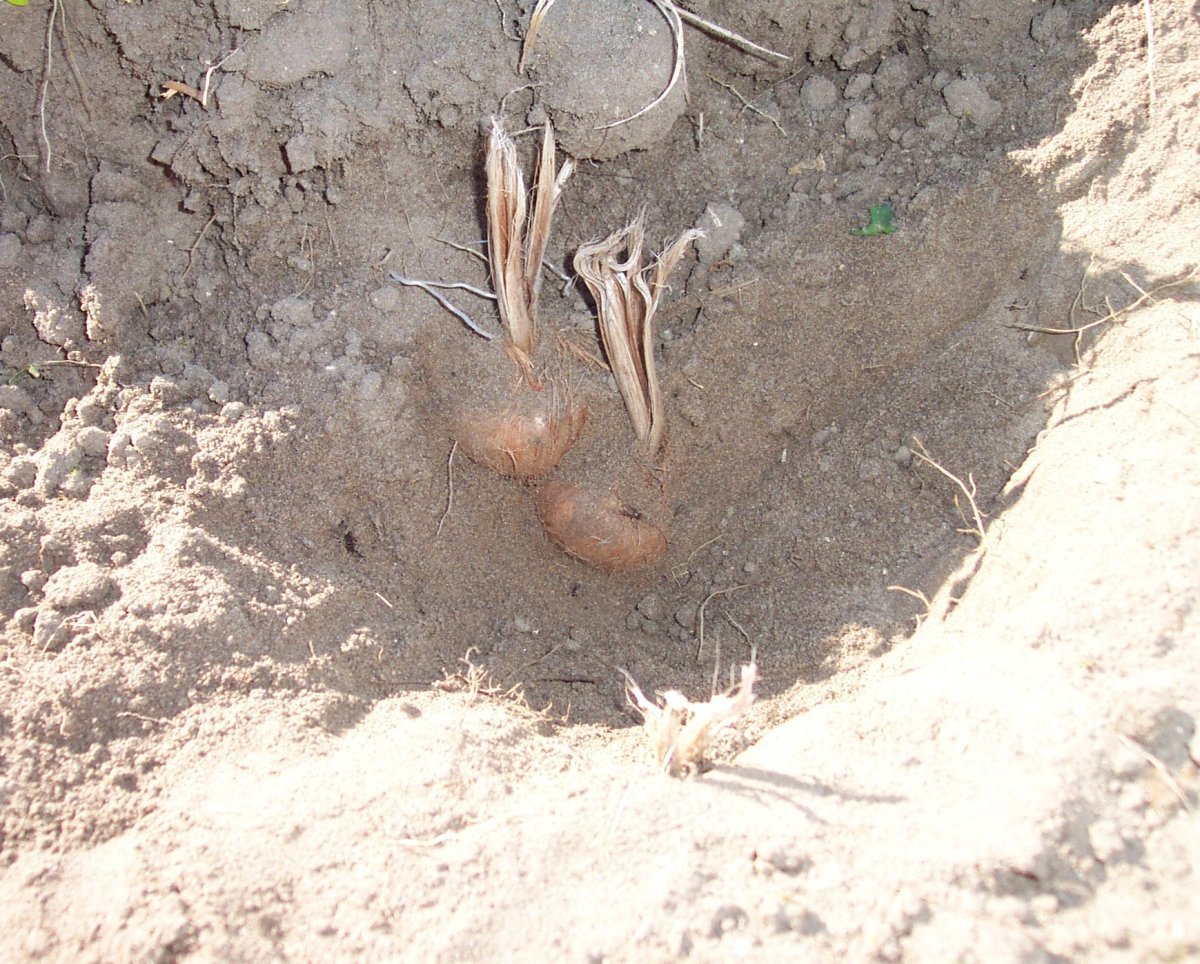 Крокус Сативус