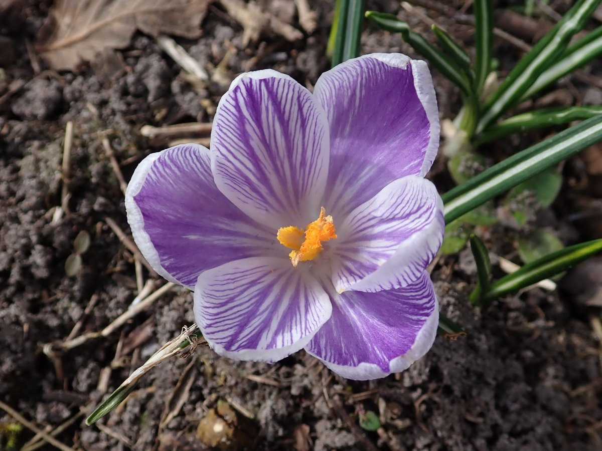 Крокус Стрипт - фото 3