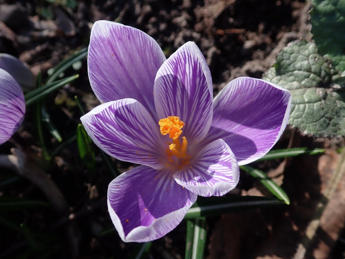 Крокус Стрипт - фото 7