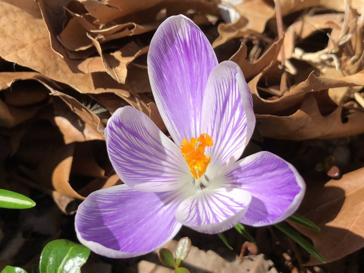 Крокус Стрипт