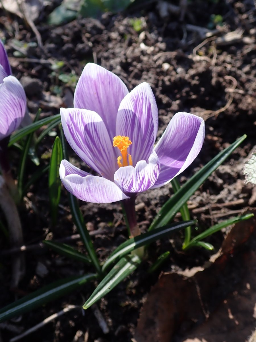 Крокус Стрипт - фото 8