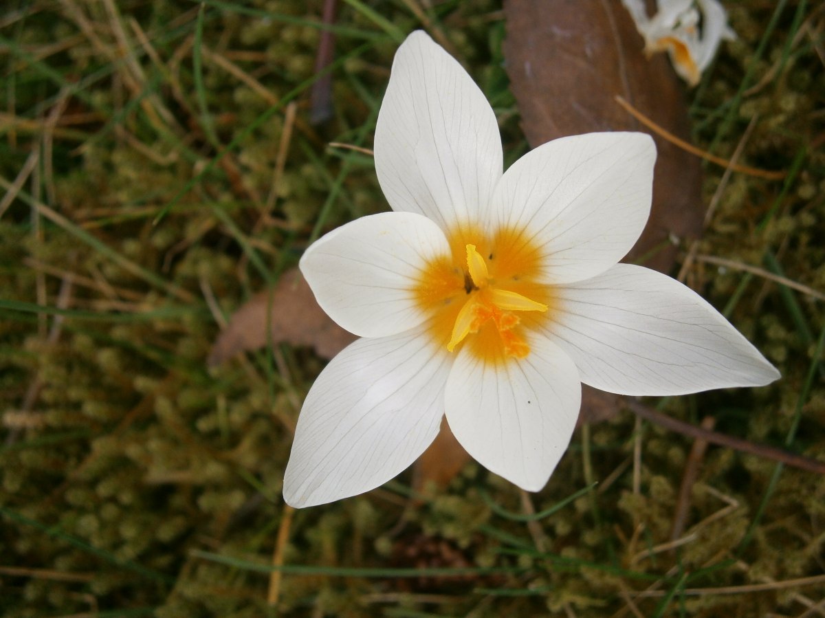 Крокус Уайт - фото 6
