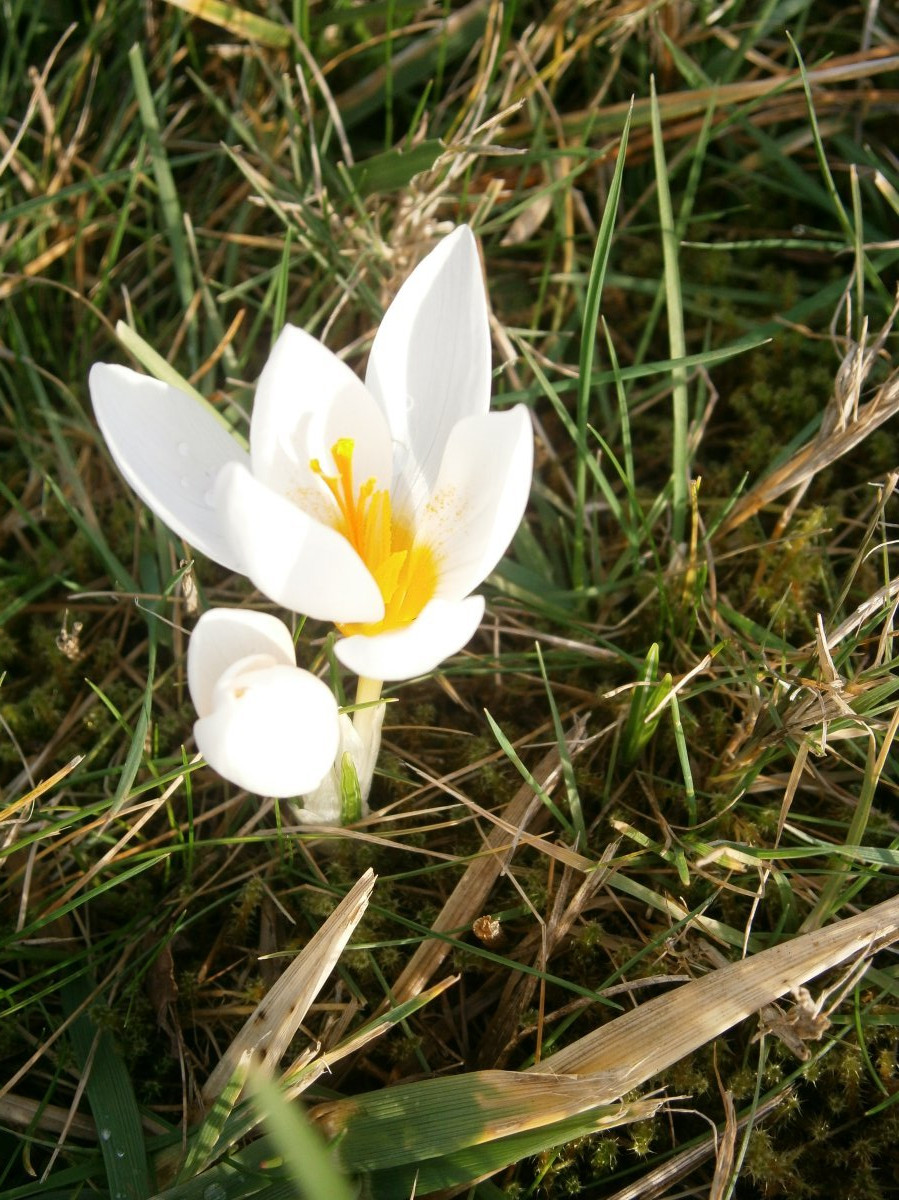 Крокус Уайт - фото 4