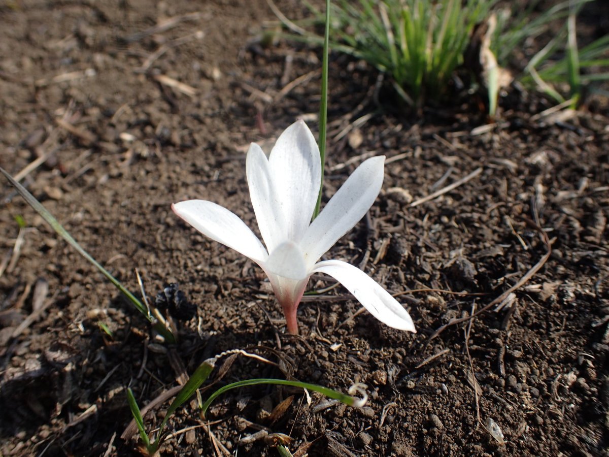 Крокус Йеллоу - фото 9