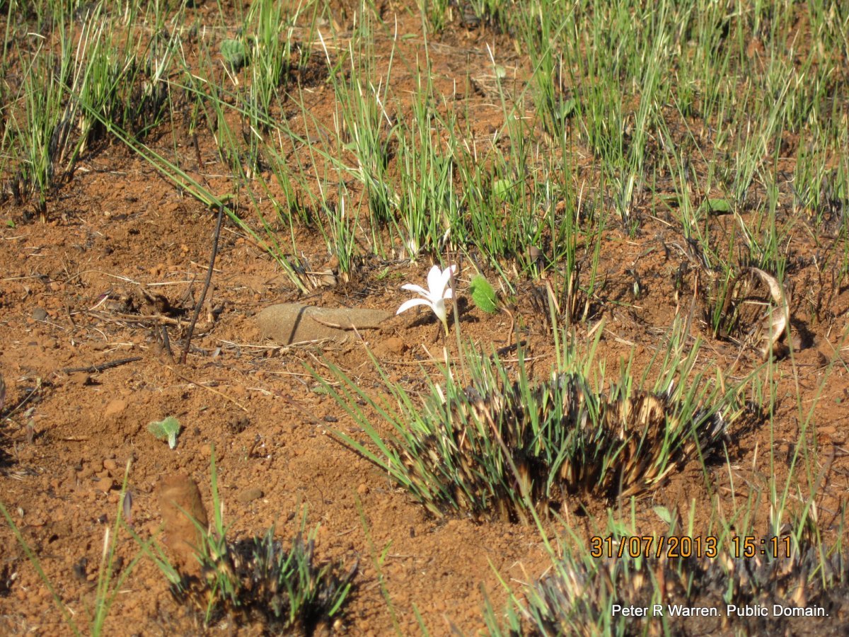 Крокус Йеллоу - фото 7