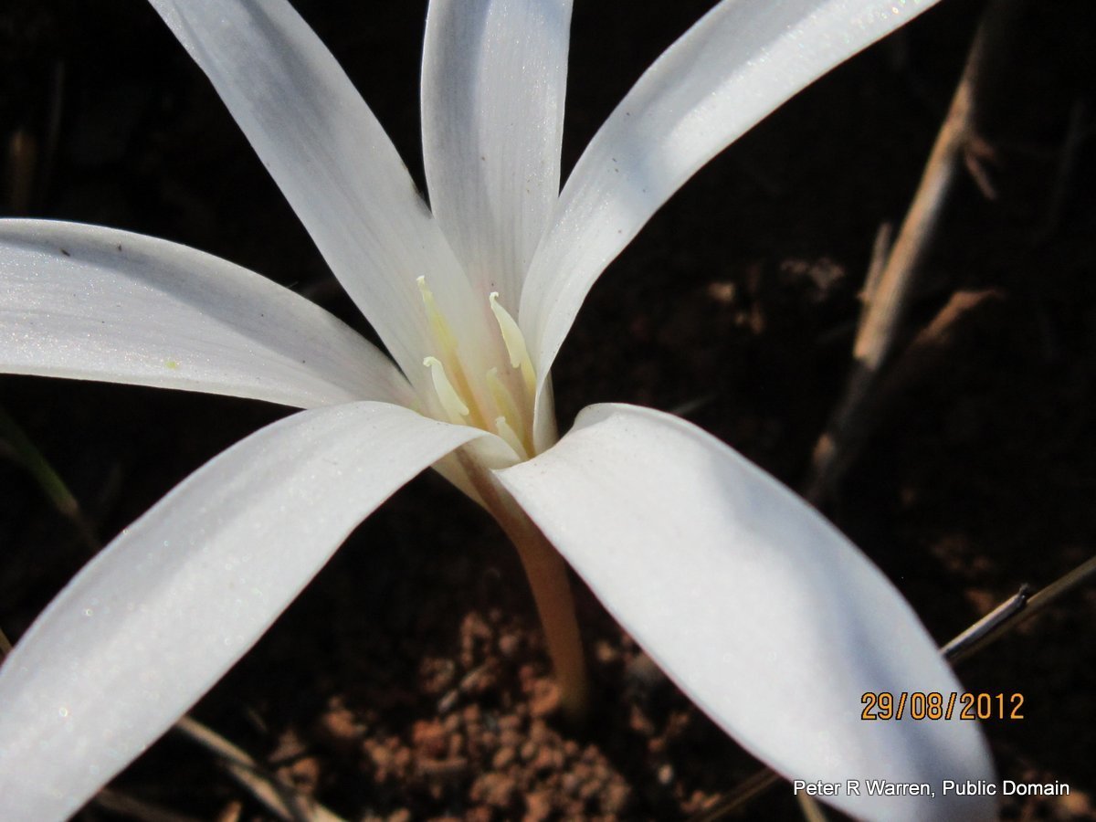 Крокус Йеллоу - фото 3