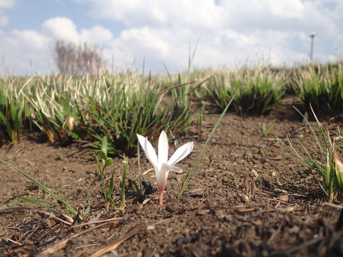 Крокус Йеллоу - фото 8