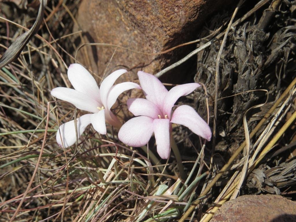 Крокус Йеллоу - фото 10