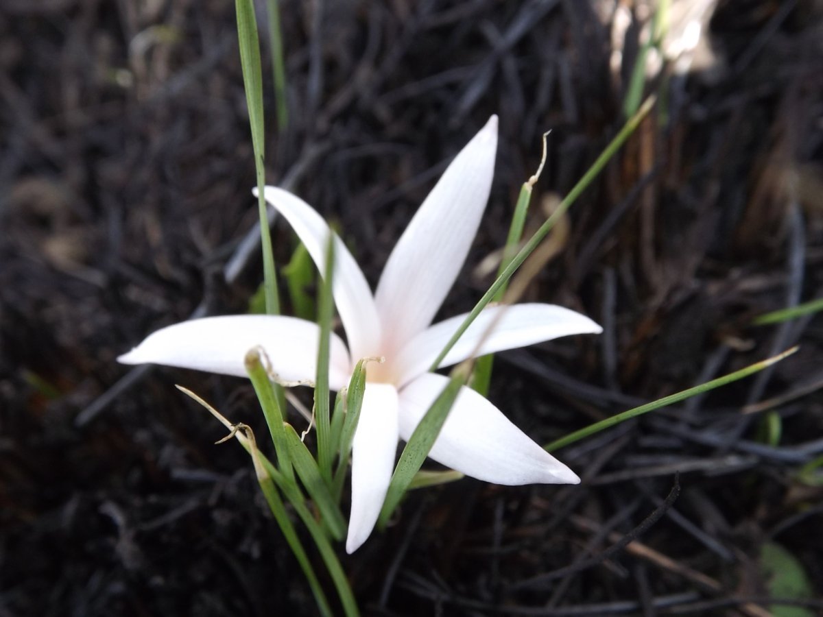 Крокус Йеллоу