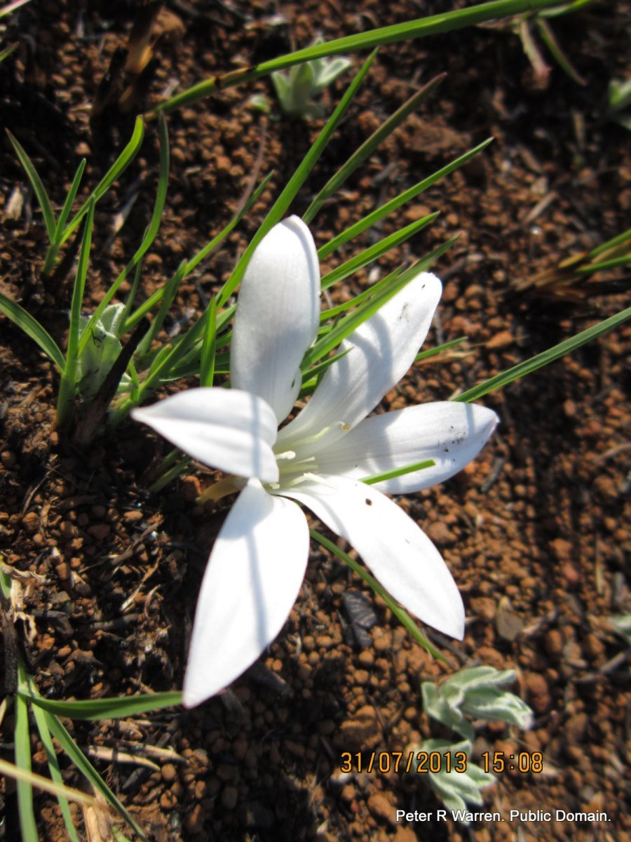 Крокус Йеллоу - фото 6