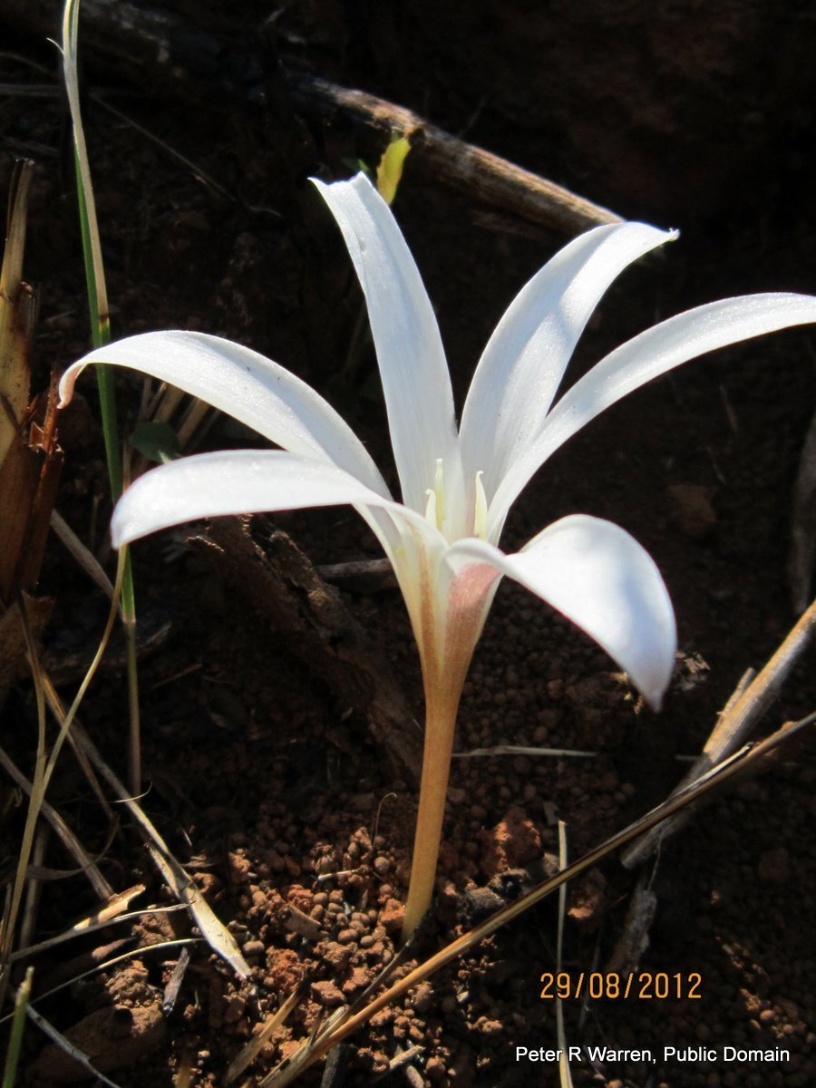 Крокус Йеллоу - фото 2