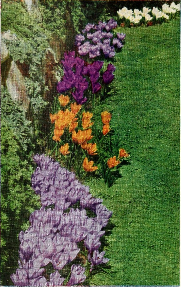 Крокус Зонатус