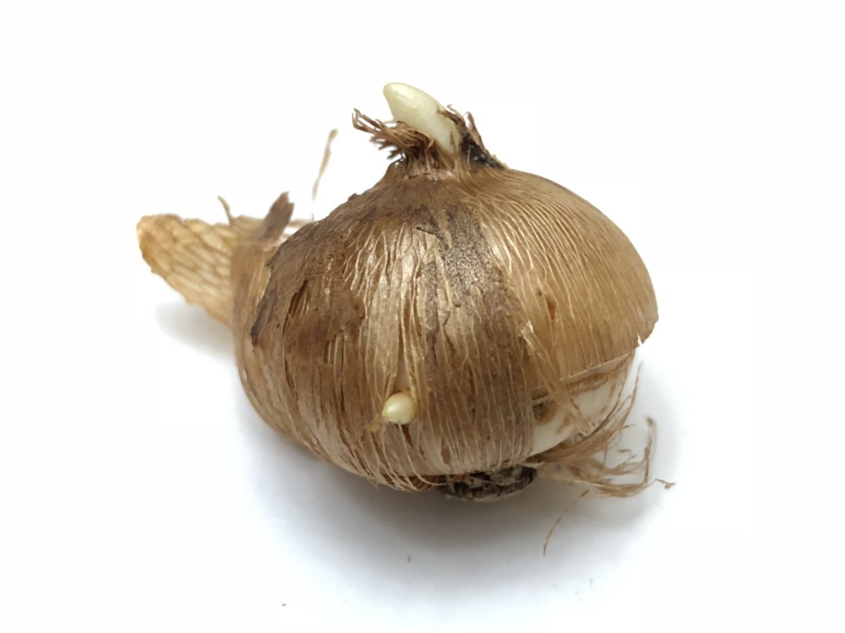 Крокус крупноцветковый Микс - фото 3