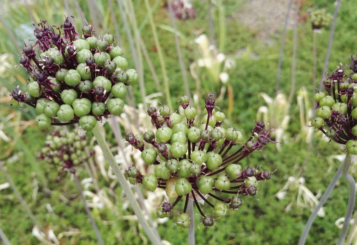 Лук декоративный Атропурпуреум - фото 7