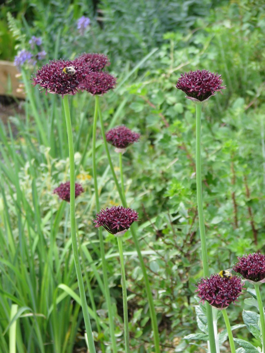 Лук декоративный Атропурпуреум - фото 3