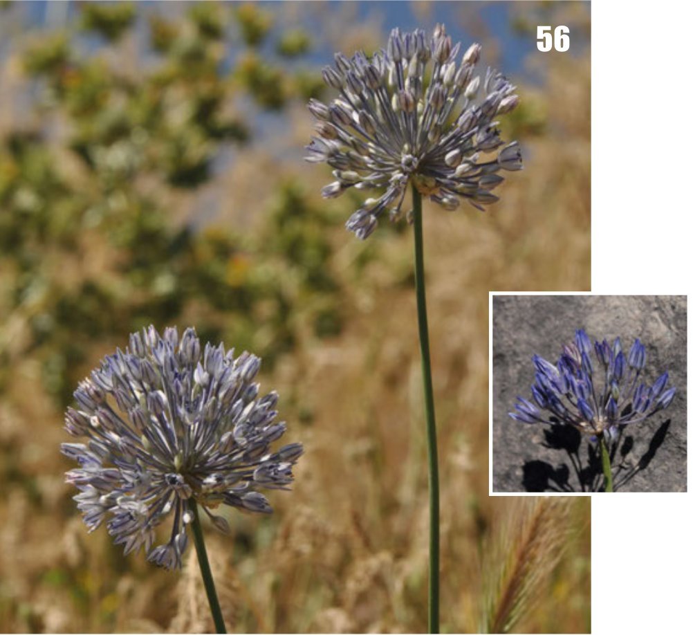 Лук декоративный Азуреум - фото 4